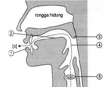 g) Vokal belakang separuh luas atau lapang.[כ] Cara membunyikannya: o Keadaan bibir hampar. o Belakang lidah dinaikkan separuh rendah.