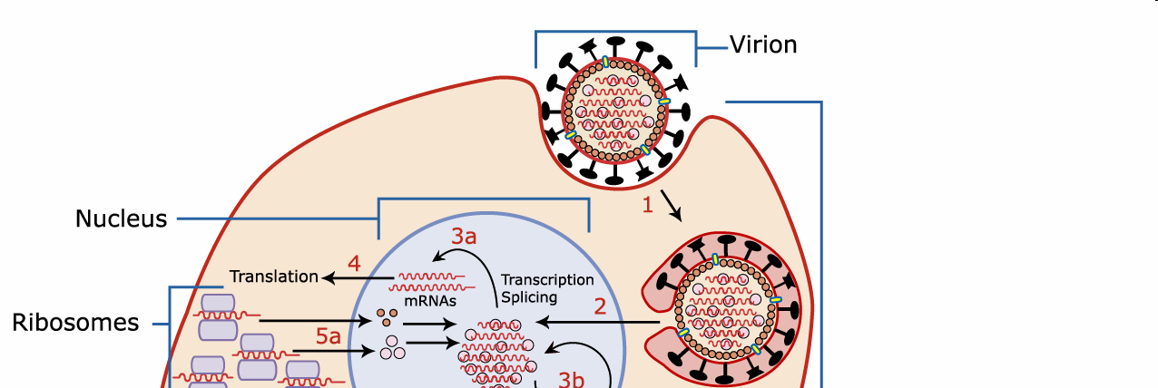 Εικόνα 2. Αναπαραγωγικός κύκλος του ιού της γρίπης.