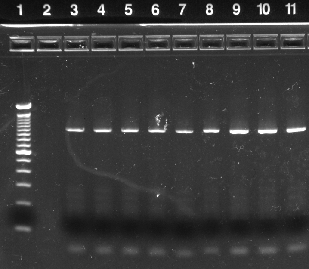 2005, 8 στελεχών της περιόδου 2005-2006 και 12 στελεχών της περιόδου 2006-2007 χρησιμοποιήθηκε στην PCR για την ενίσχυση του τμήματος του γονιδίου της Μ2 που περιέχει τις γνωστές μεταλλάξεις