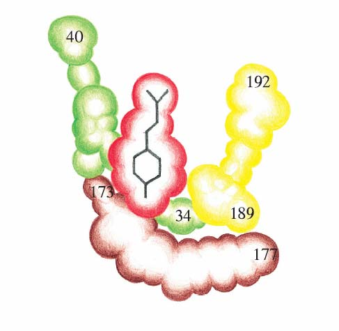 Κεφάλαιο 4 Δομές α/β: Εικόνα 4.17 Σχηματικό διάγραμμα μιας προσδεδεμένης τυροσίνης στη συνθετάση του τυροσυλο-trna.