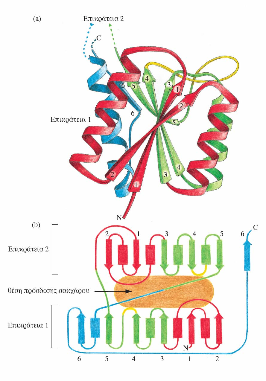 Κεφάλαιο 4 Δομές α/β: Πρωετίνες με 2 α/β επικράτειες Εικόνα 4.21 Η πολυπεπτιδική αλυσίδα της πρωτεΐνης που προσδένει αραβινόζη στην E.