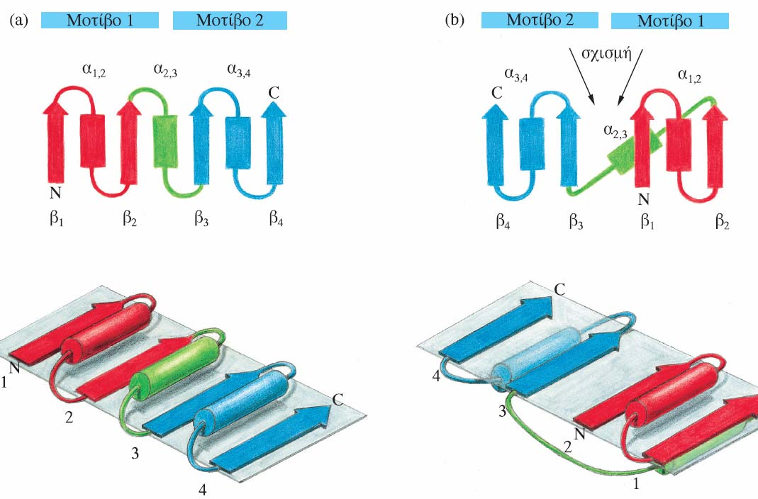 Κεφάλαιο 4 Δομές α/β: Σύνδεση β-α-β μοτίβων Εικόνα.. 4.2 Ένα μοτίβο β-α-β είναι μια δεξιόστροφη δομή.