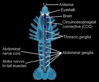 Νευρικό σύστημα Καρκινοειδών 27