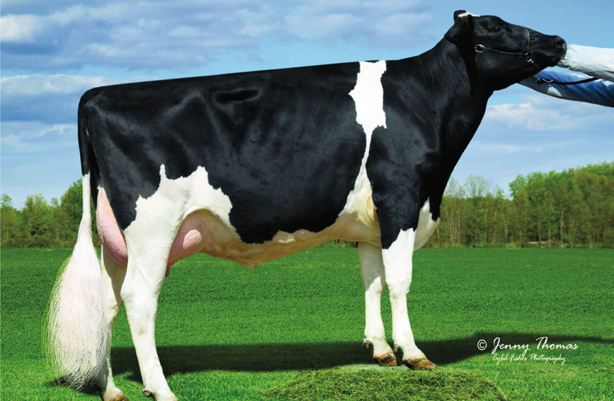 DURABLE X SHOTTLE X