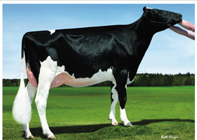 GOLDWYN / 100% 