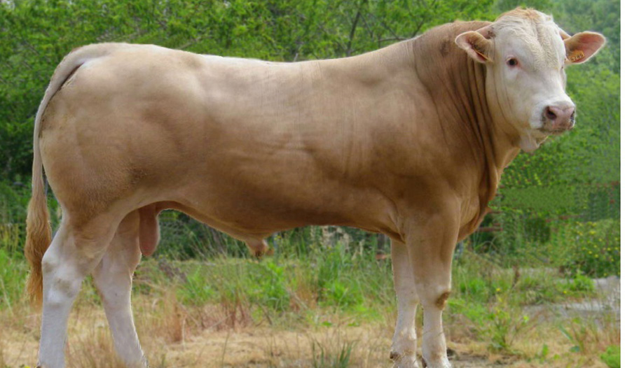 JACKSON BELGIAN BLUE Reg.