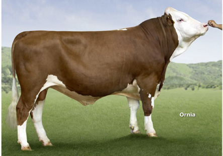 LUKA BLONDE AQUITAINE Reg.