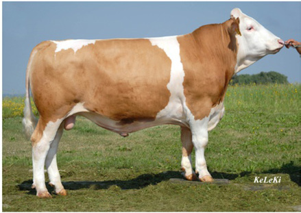 Breeder: José Angel Ze