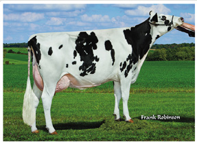 X SHOTTLE / 100%