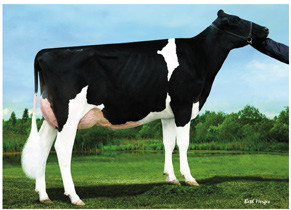 SHOTTLE / 100%  