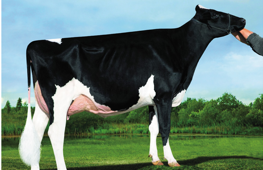 DOMAIN X SHOTTLE X