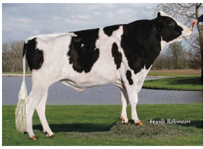 SHAMROCK X SHOTTLE