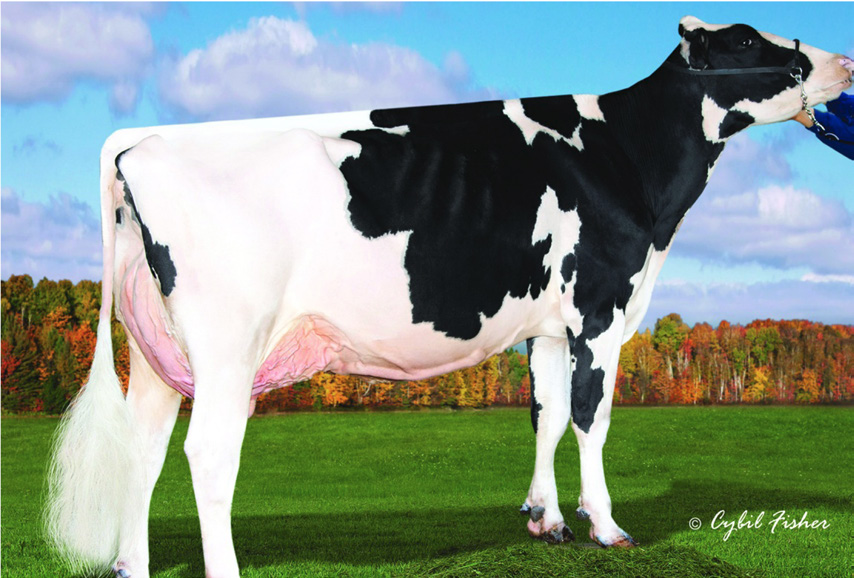 SHOTTLE   HO