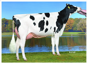 FARNEAR-BH MR