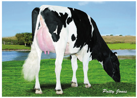 Holstein Ancestry