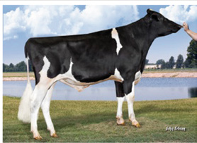 MANOMAN X SHOTTLE