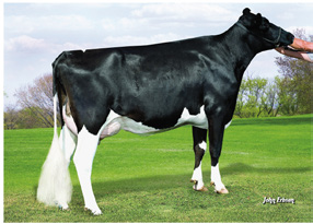 Holstein Ancestry