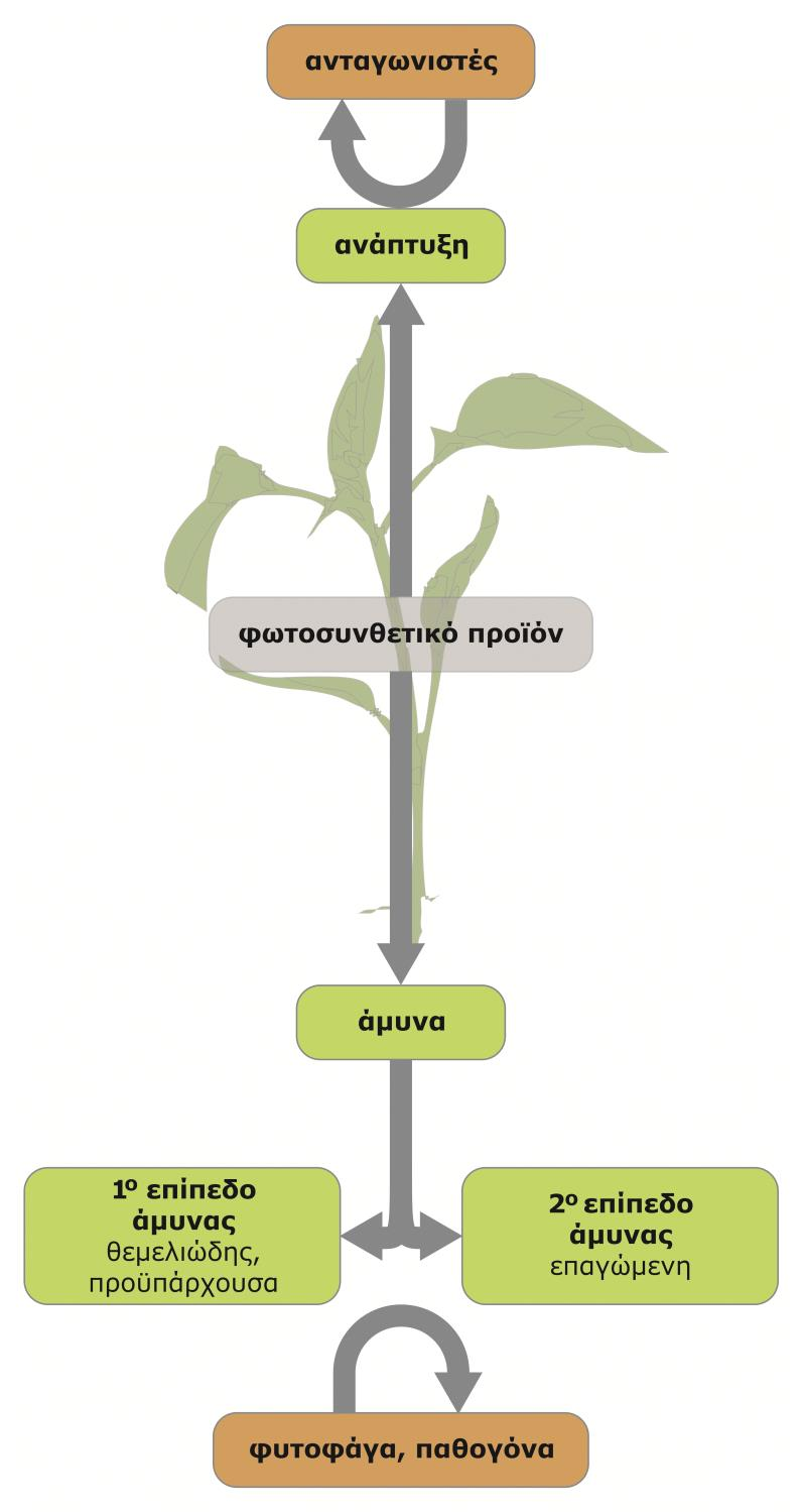 Ανάπτυξη vs άμυνα Το φωτοσυνθετικό προϊόν κατανέμεται ανάλογα με τις ανάγκες για ανάπτυξη, ώστε να αντιμετωπιστούν οι ανταγωνιστές, και τις ανάγκες άμυνας και προστασίας έναντι κυρίως βιοτικών