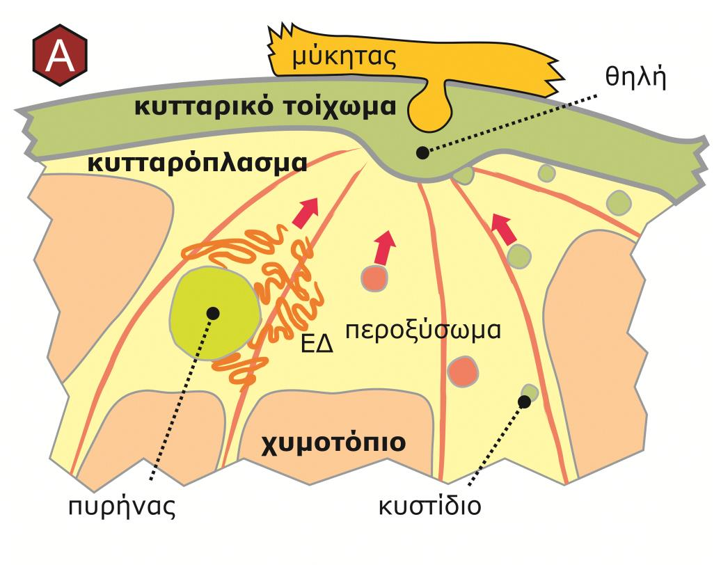 ) Ισχυροποίηση κυτταρικών τοιχωμάτων Στο κυτταρικό τοίχωμα δημιουργείται θηλή, ενώ τα νημάτια του κυτταροσκελετού