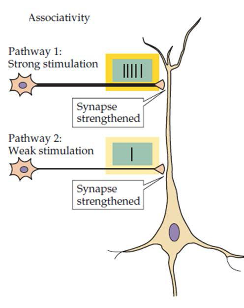 Μακρόχρονη Συναπτική Πλαστικότητα Συνειρμικότητα Η ενίσχυση επηρεάζεται από σύγχρονη (έντονη) ενεργοποίηση γειτονικών συνάψεων.