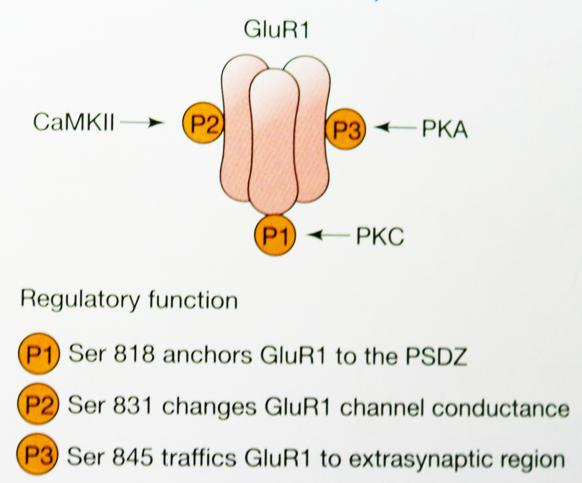 Μακρόχρονη Συναπτική Πλαστικότητα Η υπομονάδα GluR1 του υποδοχέα AMPA έχει 3 θέσεις φωσφορυλίωσης.