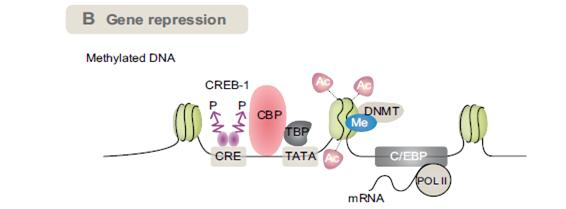 Γενομική Πρωτεϊνοσύνθεση Επιγενετικοί Μηχανισμοί P=phosphate residue CRE=cAMP response element CREB=CRE binding protein CBP=CREB binding protein TATA=TATA box TBP=TATA box binding protein