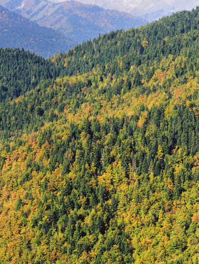 Προσαρμογή της διαχείρισης των δασών στην κλιματική αλλαγή Για την αντιμετώπιση πολύπλοκων καταστάσεων που εμπεριέχουν μεγάλο βαθμό αβεβαιότητας, όπως είναι η κλιματική αλλαγή, επιβάλλεται η
