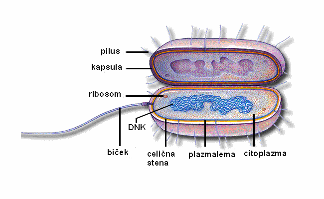 1 1 CITOLOGIJA - veda o celici 1.1 CELICA Celica je najmanjša funkcionalna in organizacijska enota, ki še kaže vse značilnosti življenja. Celice je prvi videl 1665 Robert Hooke.