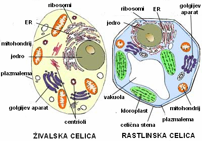 1.1 Organizacija, zgradba, oblika in velikost rastlinskih celic Celice so lahko organizirane kot protocite (prokariontska celica) ali evcite (evkariontska celica).