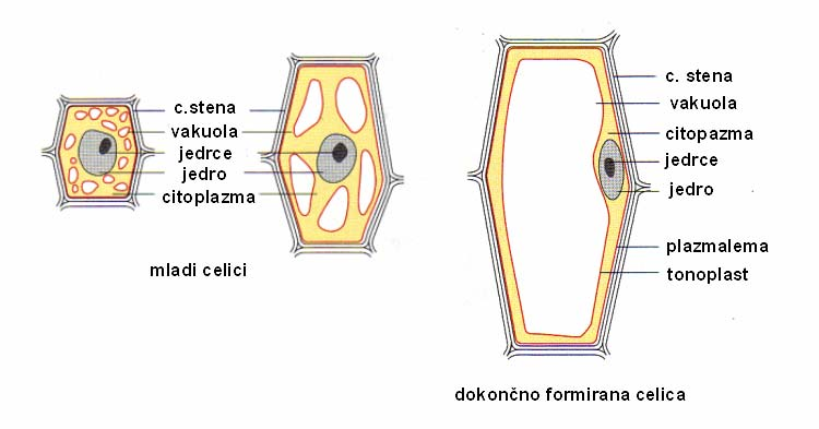 10 1.4 VAKUOLA Mlade meristematske celice še nimajo vakuol. S povečevanjem cistern ER (npr.