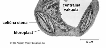 V odrasli celici se vakuole običajno zlijejo v eno ali dve vakuoli, ki potisneta citoplazmo tik ob celično steno. Sistem vakuol v celici imenujemo vakuom.