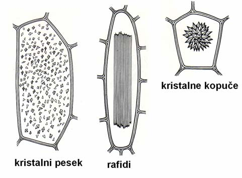 13 listnih pecljev oreha, kalcijev oksalt dihidrat,