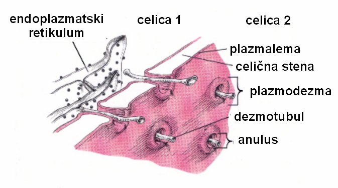 V golgijevih veziklih se sintetizirajo snovi, ki gradijo steno, vezikli potujejo do plazmaleme, membrani (vezikla in plazmaleme) se zlijeta in vsebina vezikla se izlije na zunanjo stran plazmaleme.