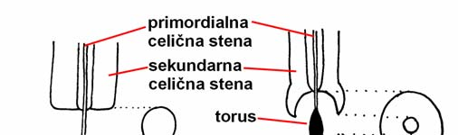 16 Celične stene lahko v različnih tkivih odebelijo enakomerno ali neenakomerno (lokalne odebelitve). Novi sloji celične stene se lahko nalagajo z zunanje ali z notranje strani osrednje lamele.