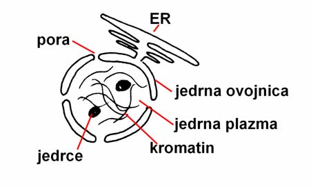 17 1.6 CELIČNO JEDRO Morfološko oblikovano jedro z jedrno ovojnico najdemo v vseh celicah evkariontskih organizmov. Obstajajo tudi brezjedrne celice (npr.