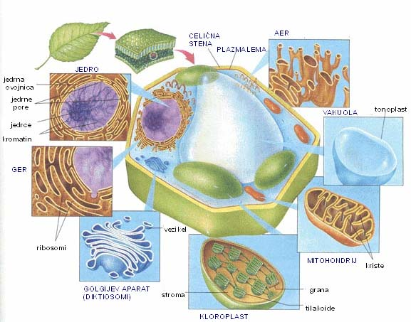 2 Sestavni deli rastlinske celice: A.