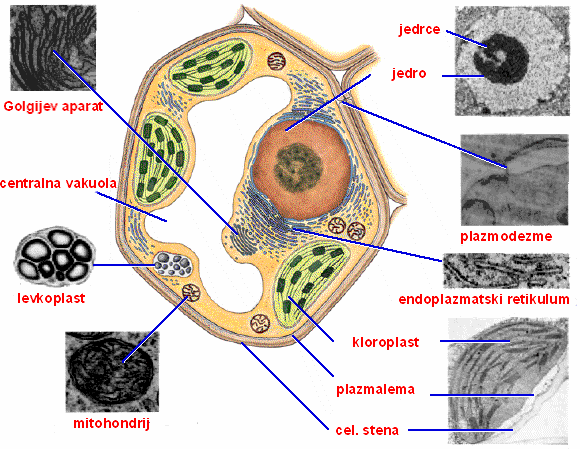 3 Rastlinska celica: slike organelov narejene z elektronskim mikroskopom Velikosti rastlinskih celic so zelo različne. Velikost povprečne rastlinske celice znaša od 10-100μm.