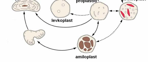 5 Ločimo neobarvane plastide = levkoplaste in obarvane plastide=kromatofore, ki so lahko fotosintetsko aktivni ali fotosintetsko neaktivni.