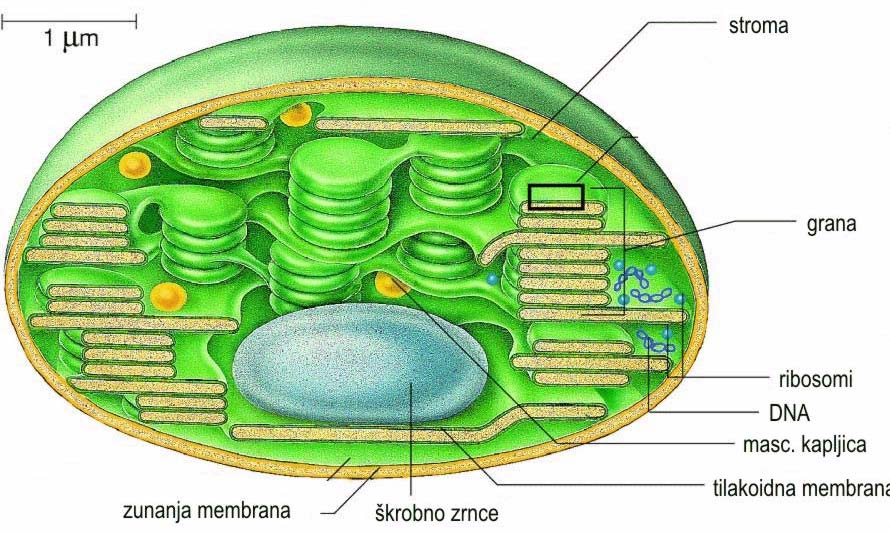 6 Pri višjih rastlinah so večinoma lečaste oblike, zato se imenujejo klorofilna zrna. Število klorofilnih zrn v posameznih celicah je različno.