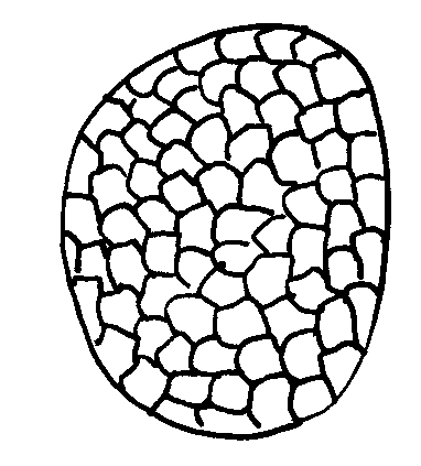 V kloroplastih nastaja primarni (asimilacijski) škrob. Kopičenje večje količine škroba v kloroplastih bi negativno vplivalo na fotosintezo, zato je potreben transport iz lista.