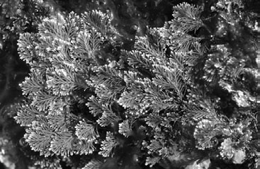 Batrachospermum Alge: Rhodophyta: Florideophyceae o.
