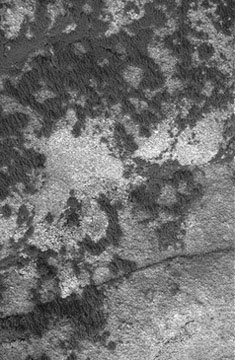 Alge: Chlorophyta: Chlorophytina cl.