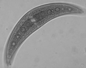 konjugacija običkanost lateralna ali manjka Spirogyra