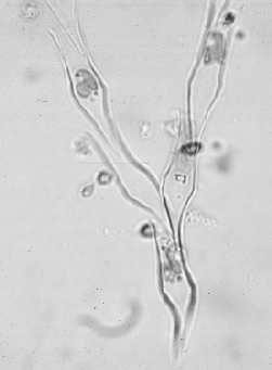 Heterokontophyta: Chrysophyceae 1 Chrysophyceae: zlatorjave alge klorofil a, c,