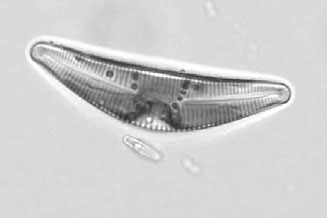 Heterokontophyta: Bacillariophyceae klorofila a, c, α+β karoten,