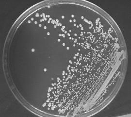 Alge: Rhodophyta 2 3 generacije n gametofit tetraspore R! monospore K!