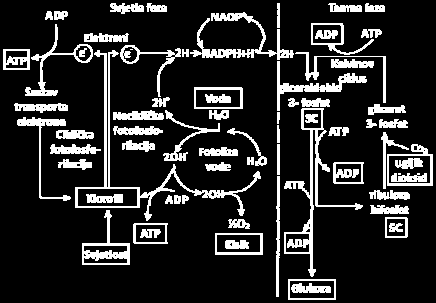 fotoliza vode sinteza ATP i NADPH Oba fotosustava (FS I i FS II) funkcioniraju zajednički kako bi podigli elektrone s razine molekula donora elektrona niskog potencijala (voda), do razine akceptora