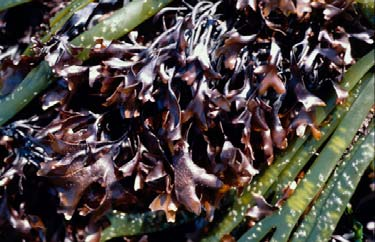 odnos pigmenata