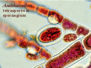 TETRASPORAMA