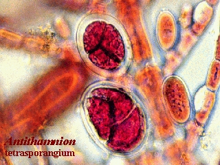 TETRASPORAMA